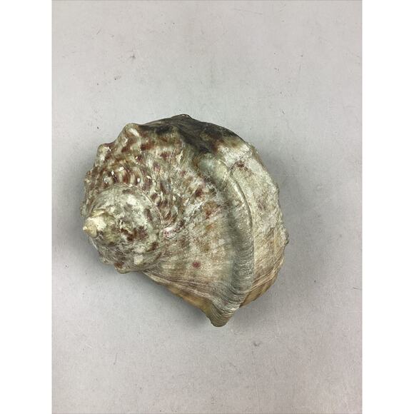 Medium-Large Sized Natural Conch Seashell - Picture 6 of 6